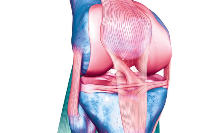 INJURIES AROUND KNEE JOINT – MENISCUS & LIGAMENT INJURIES